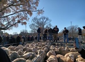 Livestock strong through numbers slump