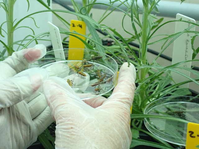 Biocontrol for weed