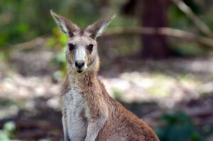 Kangaroo-related collisions a concern