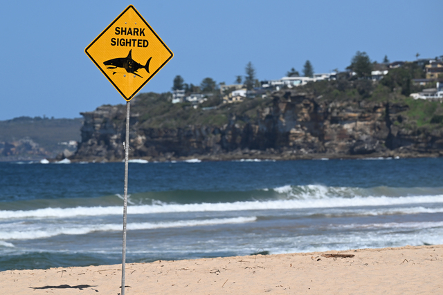 Shark nets to stay after death