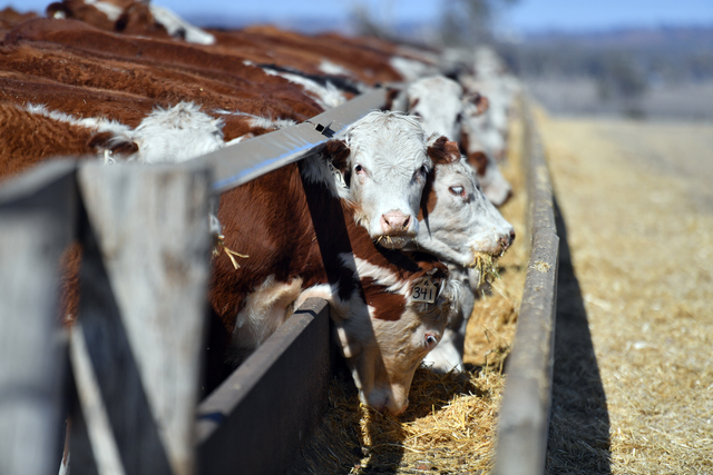 Record forecast set for Australian production