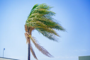 SES responds to wind damage