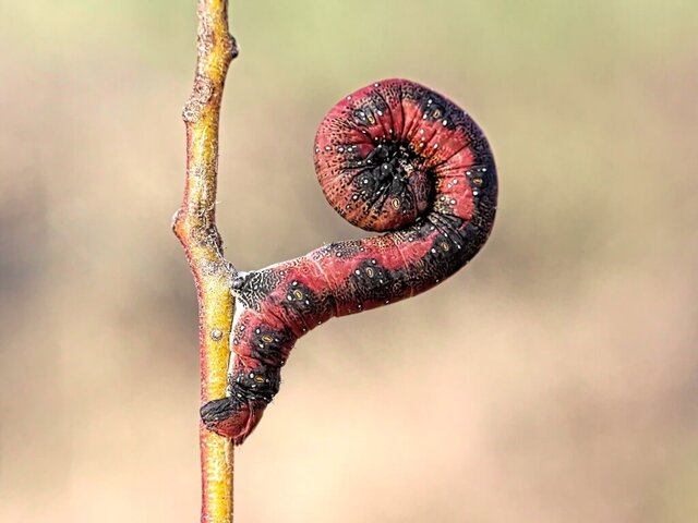 Caterpillar outbreaks prompt research