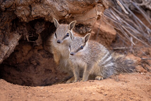 Numbat numbers on the rise