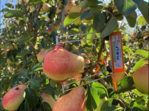Orchid-inary project receives future drought funding