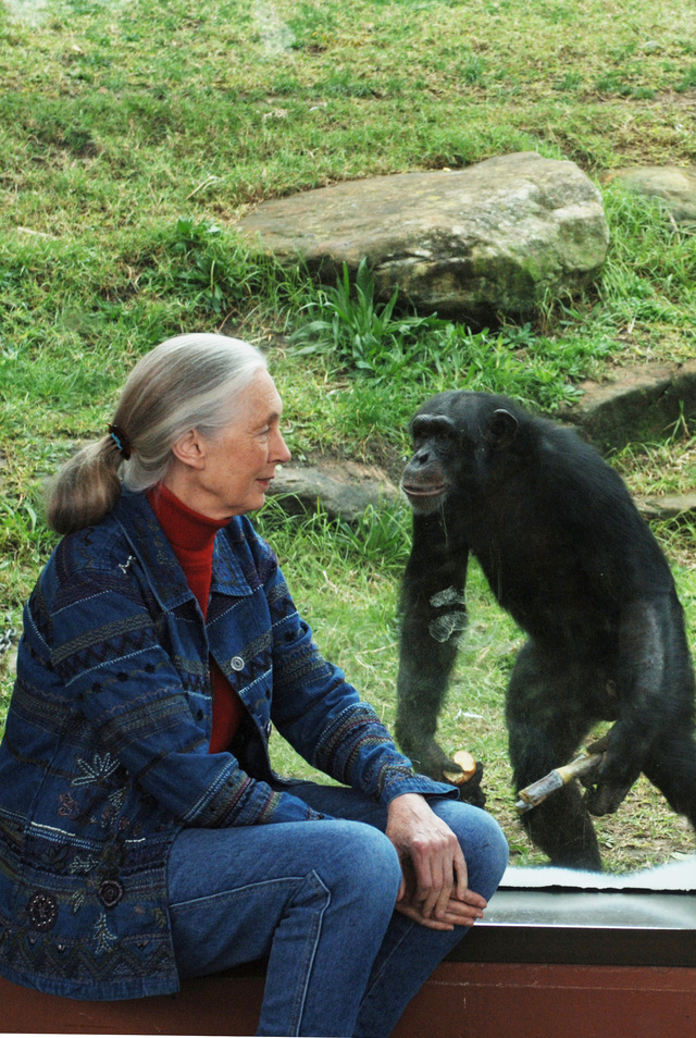 Wildlife advocate and primate expert Jane Goodall dies