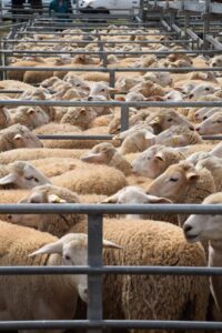 Dry conditions drive surge in stock numbers