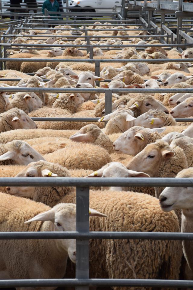 Dry conditions drive surge in stock numbers