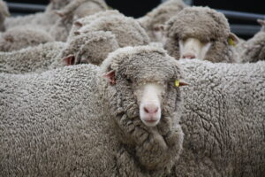Spring brings sheepstrike season