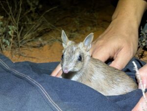 Mallee comeback for tiny bandicoot