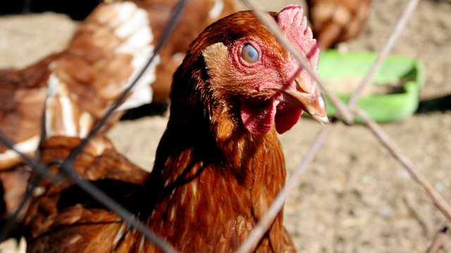 NSW issues avian flu warning