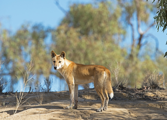 Mallee landholders fear dingo ‘tourism’