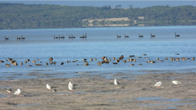 Duck tracking takes flight