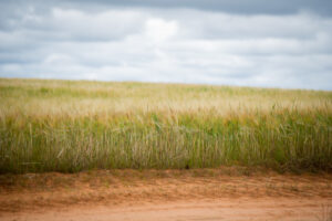 NSW primary sector beats record high