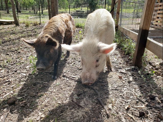 Anthax, pig feed on AgVic radar