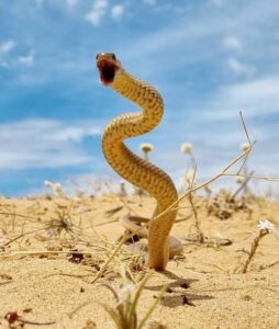 Steve says be aware of snakes but not scared