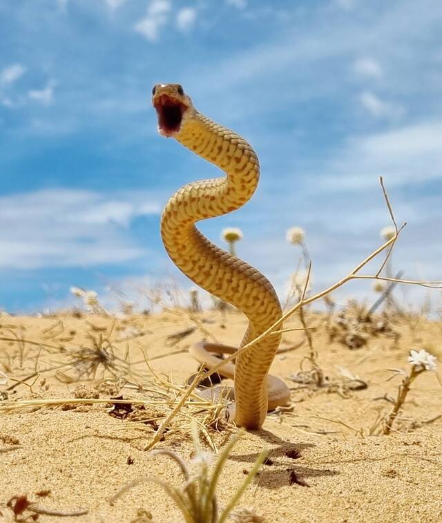 Steve says be aware of snakes but not scared