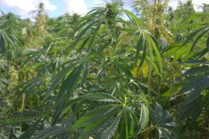 Proposed changes for industrial hemp cultivation