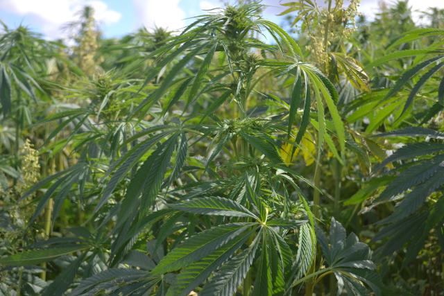 Proposed changes for industrial hemp cultivation