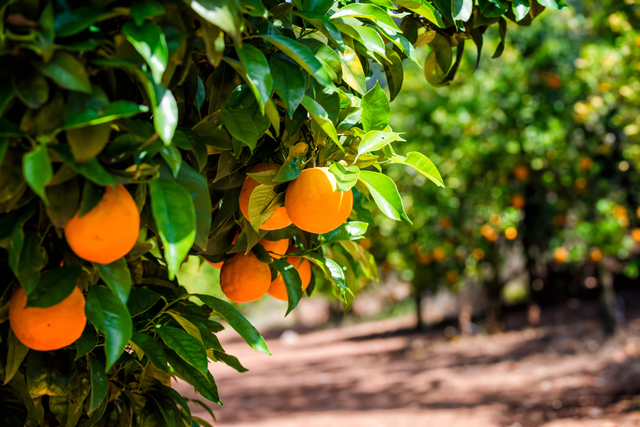 New guide for citrus production