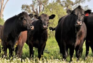 Pasture time for physical fences