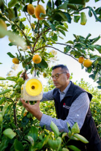 A-peel-ing fruit fly workshop