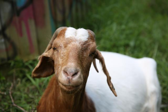 Tagging stock discount to conclude