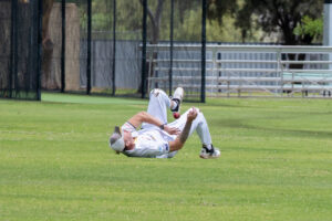 Swallows find their feet