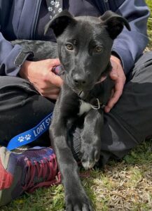 Say no to puppy and kitten surprises this Christmas