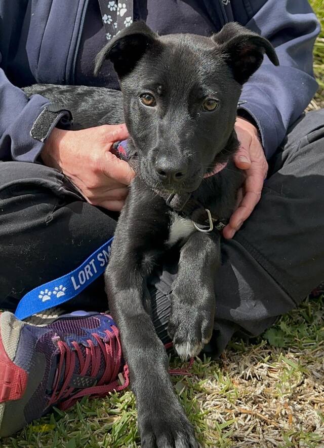 Say no to puppy and kitten surprises this Christmas