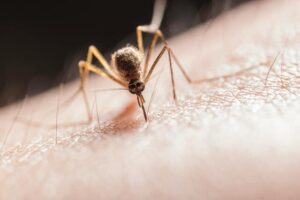 Deadly mosquito diseases detected