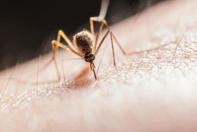 Deadly mosquito diseases detected