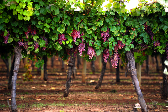 Gape group joins new trade network