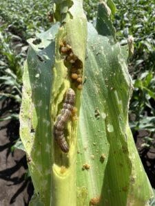 Armyworm warning