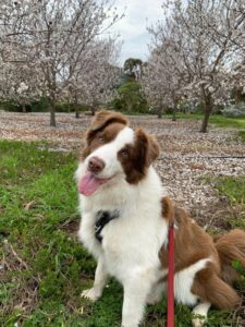 Planning goes to the dogs at Robinvale