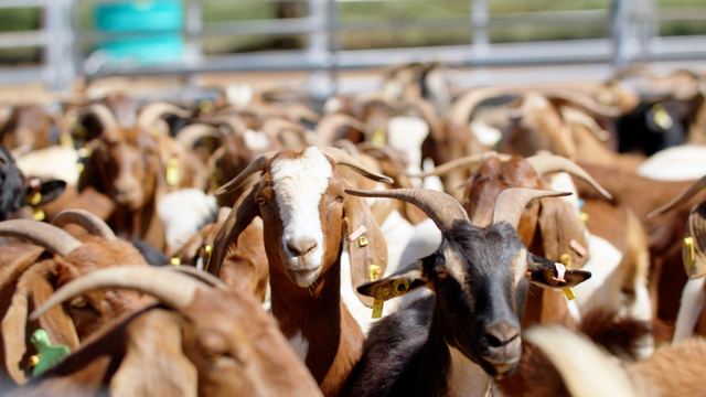 More committed to eID rollout