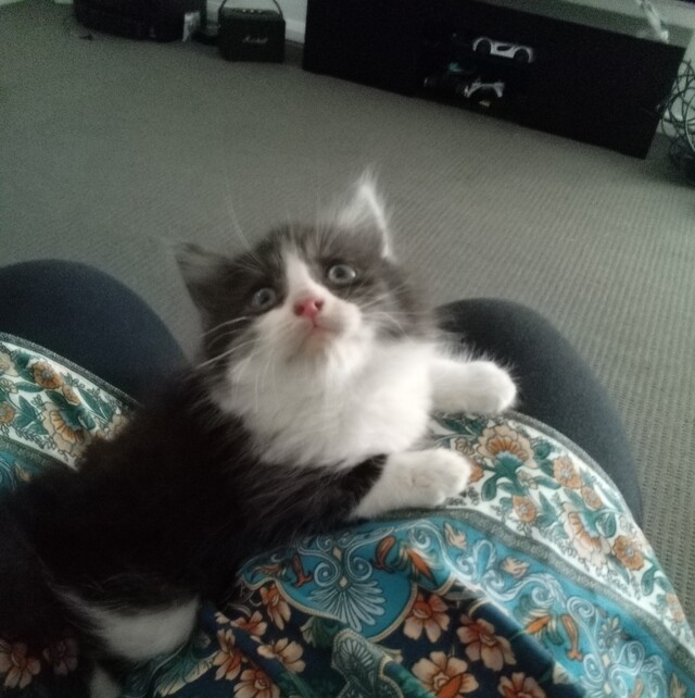 Questions and shock after kitten killed