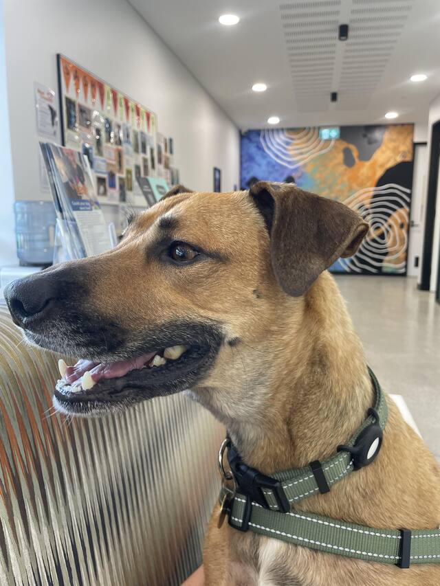 Ruff times over thanks to SARG