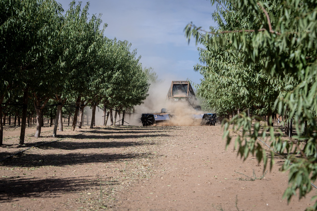 Almond harvest gets underway
