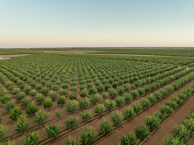 Almond farm on the market