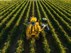 Vineyard vintage outlook wine-derful