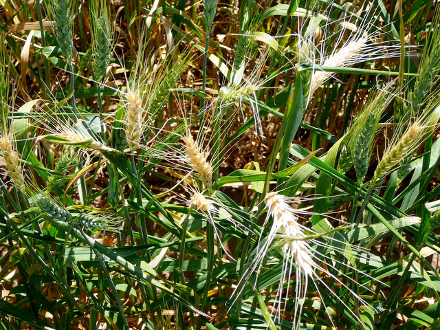 New initiative for soil diseases