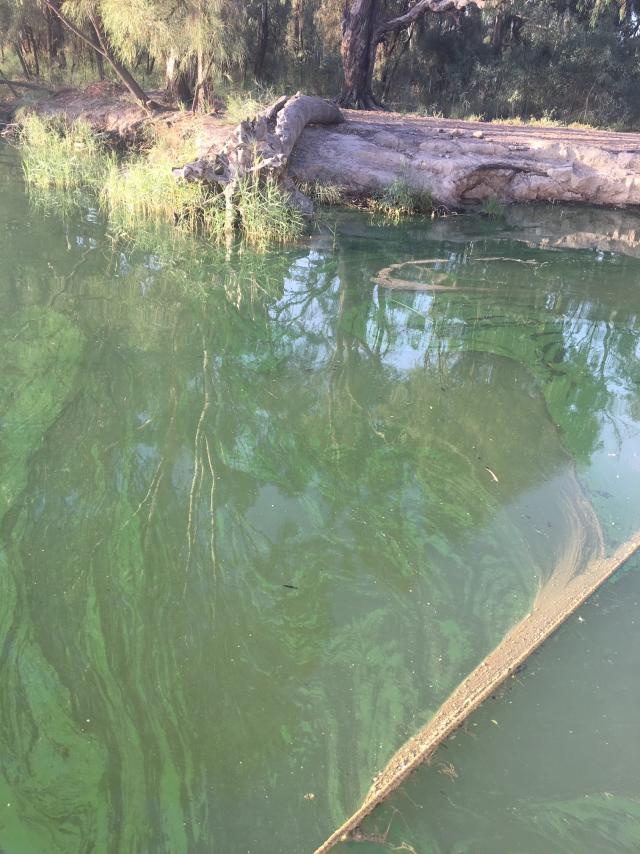 Red alert for Anabranch