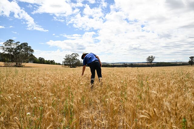 Global grain glut pushes growers toward self-storage