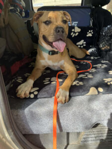 Call for animal foster carers