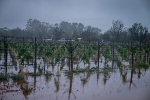 Grapes wither on the vine as record rain risks harvest