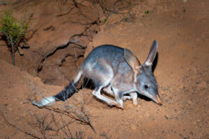 Bilbies making a big comeback