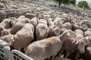 Livestock warning for burn piles