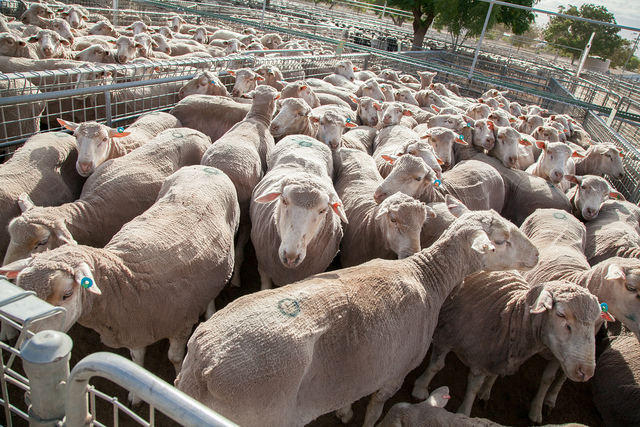 Livestock warning for burn piles