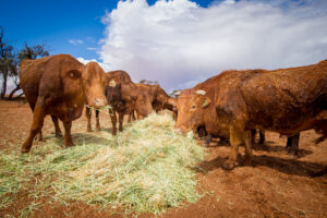 Disease detection for livestock